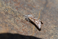 Declana glacialis