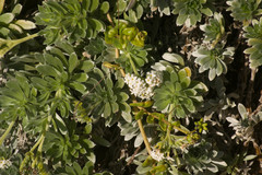 Heliotropium anomalum