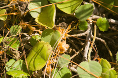 Cuscuta sandwichiana