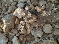 Odontarrhena obtusifolia