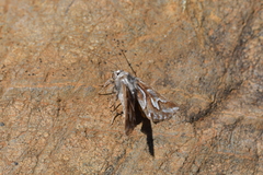 Declana glacialis