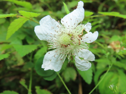 Rubus cardotii iNat (3)
