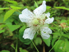 Rubus cardotii