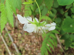 Rubus cardotii