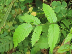 Rubus cardotii