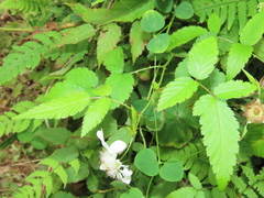 Rubus cardotii