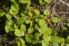 Cuscuta sandwichiana
