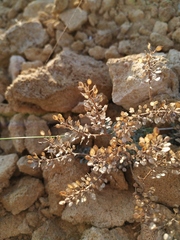 Odontarrhena obtusifolia