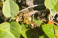Cuscuta sandwichiana