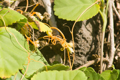Cuscuta sandwichiana