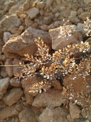 Odontarrhena obtusifolia