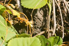 Cuscuta sandwichiana