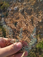 Odontarrhena obtusifolia