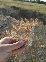 Odontarrhena obtusifolia
