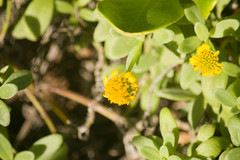 Lipochaeta integrifolia