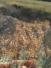 Odontarrhena obtusifolia