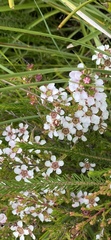 Leptospermum liversidgei