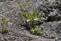 Celmisia hieraciifolia