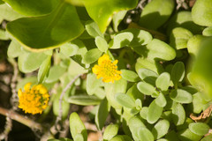 Lipochaeta integrifolia