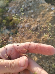 Galium tenuissimum