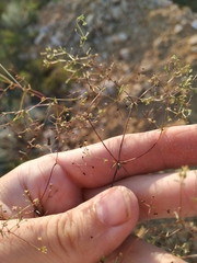 Galium tenuissimum