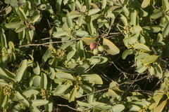 Santalum ellipticum