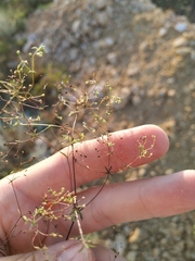 Galium tenuissimum