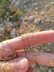 Galium tenuissimum