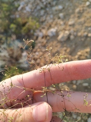 Galium tenuissimum