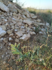 Galium tenuissimum