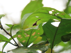 Paratrachelophorus nodicornis