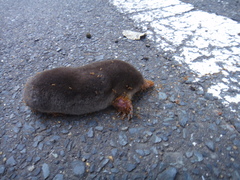 Japanese Mole photo 1