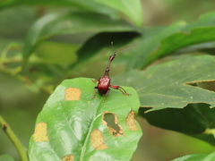 Paratrachelophorus nodicornis