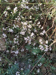 Asperula supina