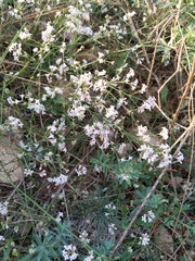 Asperula supina