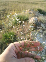Asperula supina
