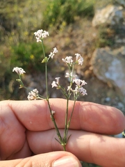 Asperula supina