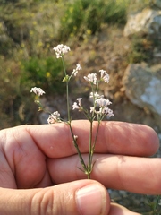 Asperula supina
