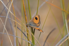 Argyrophenga janitae