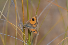 Argyrophenga janitae