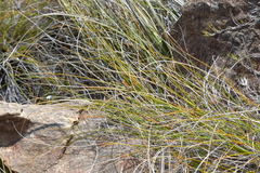 Argyrophenga janitae