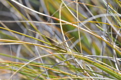 Argyrophenga janitae