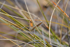 Argyrophenga janitae