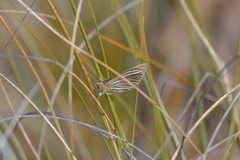 Argyrophenga janitae