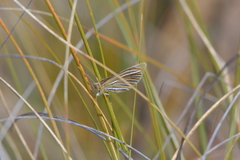 Argyrophenga janitae