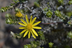 Brachyglottis lagopus