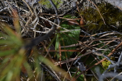 Brachyglottis lagopus