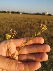 Achillea leptophylla