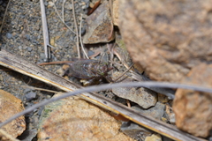 Maoricicada cassiope