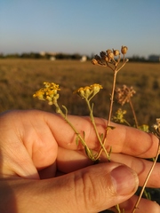 Achillea leptophylla